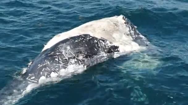 Primer plano de un becerro ballena muerto en Merimbula en la costa sur de NSW, Australia — Vídeo de stock