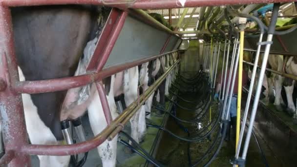 Agricultor que trabalha numa exploração leiteira em Victoria, Austrália — Vídeo de Stock