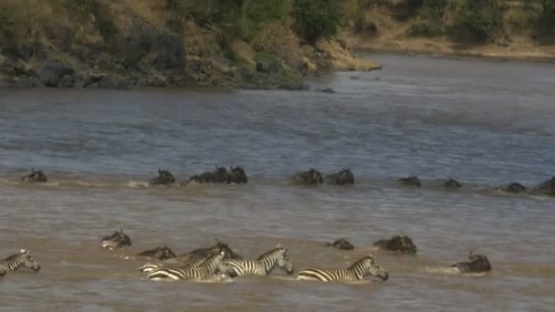 Rastreo de disparo de gnu y cebra nadando a través del río mara en reserva de caza masai mara — Vídeos de Stock