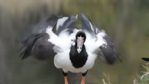 Vista frontal de larga exposición de un ganso urraca cebándose en un humedal — Vídeos de Stock