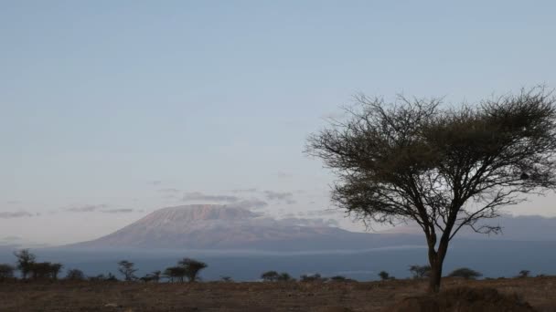 Výhled východu slunce na horu Kilimandžáro a akácie v Amboseli v Keni — Stock video