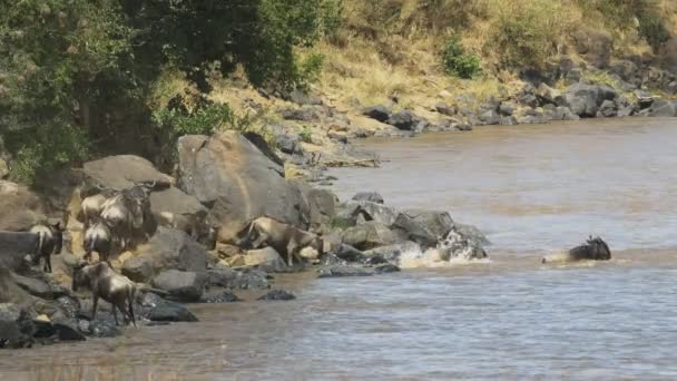 Гну впадает в реку Мара в заповеднике Масаи Мара — стоковое видео