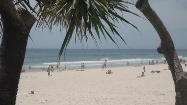 판다누스 식물에 의해 프레임 주요 해변 서퍼 낙원의 긴 샷 — 비디오