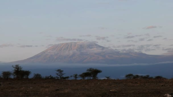 Mt kilimanjaro al amanecer desde el parque nacional Amboseli — Vídeo de stock