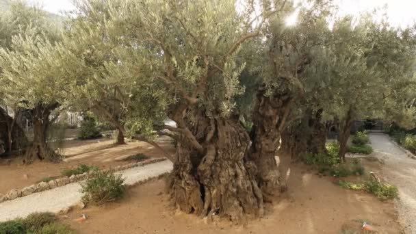 Μια φωτογραφία του ήλιου και μια ελιά στον κήπο της Γεθσημανή, της Ιερουσαλήμ — Αρχείο Βίντεο