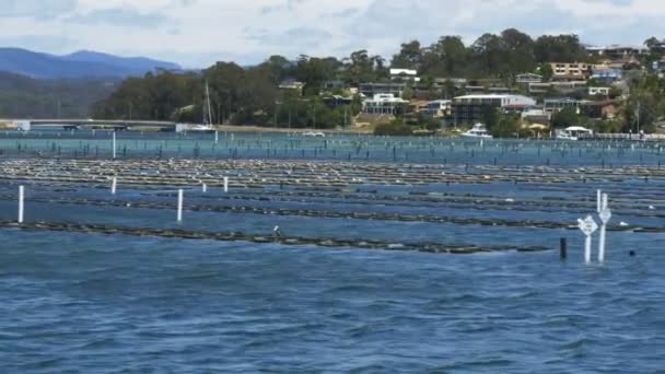 Bastidores de ostras y el puente en merimbula en nsw — Vídeo de stock