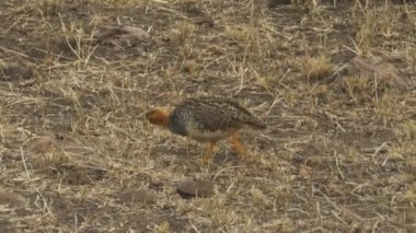 masai mara oyun rezerv harlequin bıldırcın çifti