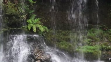 russell dibinde bir eğrelti otu yakın tazmanya düşüyor