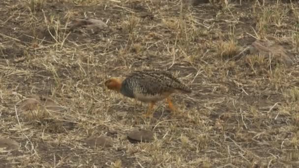 Par de codornices arlequín en reserva de caza masai mara — Vídeos de Stock
