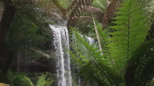 Nära skott av Russell Falls i Tasmanien — Stockvideo