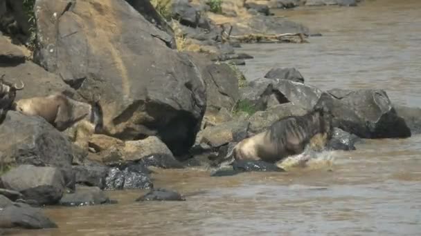 60p clip de gnus entrando no rio mara em masai mara reserva de caça, kenya — Vídeo de Stock