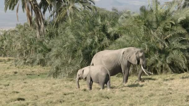 Een volwassen olifant en kalf voeden op gras in Amboseli National Park — Stockvideo