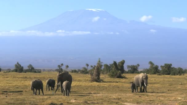 Amboseli milli parkında mt kilimanjaro ile ileriye bakan filler — Stok video