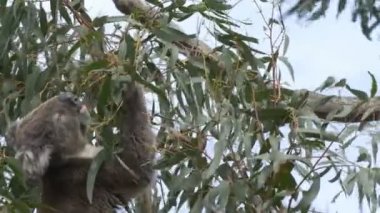 büyük okyanus yolunda cape otway de sakız yaprakları ile beslenen yetişkin bir koala