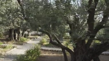gethsemane bahçesinde yürüyüş yolu ve zeytin ağaçları