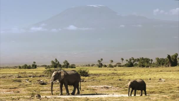 Mt kilimanjaro com uma vaca elefante e bezerro em amboseli — Vídeo de Stock