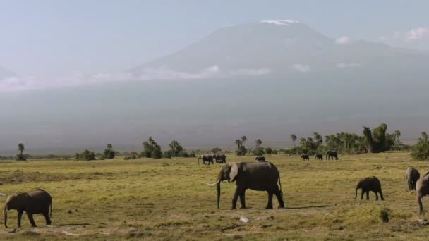 Elefanten laufen am Kilimandscharo in Amboseli, Kenia vorbei — Stockvideo