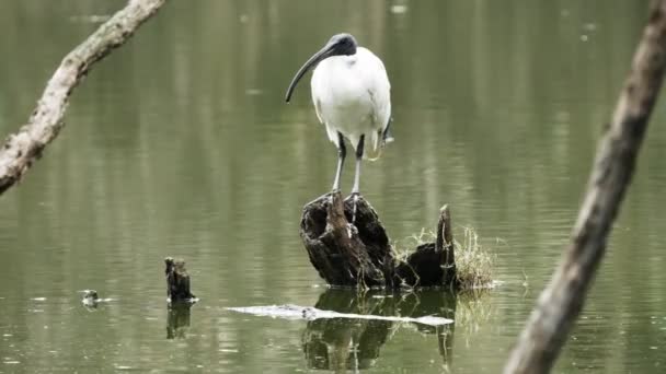 Australská bílá Ibis stojící na pahýlu v mokzemi — Stock video