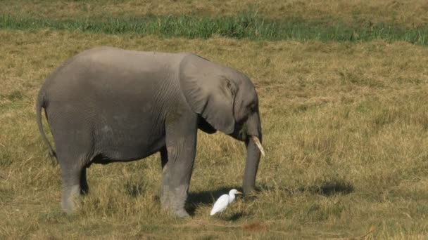 Un elefante joven alimentándose y una garza en Amboseli, Kenya — Vídeo de stock