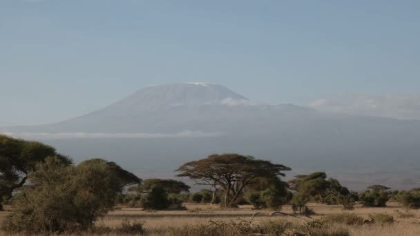 Mt kilimanjaro with acacia trees at amboseli, kenya — Stock Video