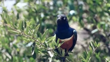 amboseli, kenya'da mükemmel sığırcık yakın