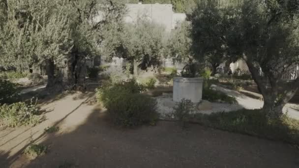 Αρχαία ελαιόδεντρα στον κήπο της Γεθσημανής στην Ιερουσαλήμ — Αρχείο Βίντεο