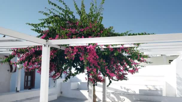 Bougainvillea rosa che cresce nel villaggio di oia, santorini — Video Stock