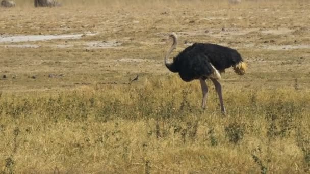 アンボセリ国立公園で左に歩くダチョウを餌にする — ストック動画