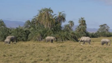 amboseli, kenya'da beslenen fillerin geniş görünümü
