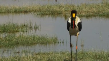 amboseli milli parkında bir yetişkin eyer fatura leylek izleme çekim
