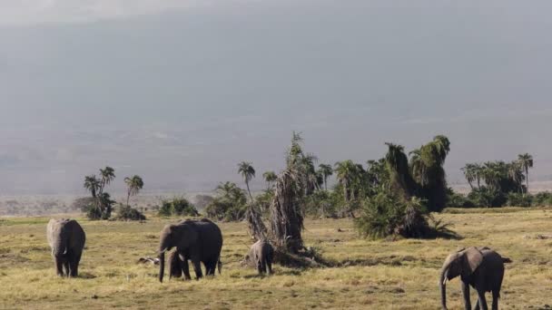 Наклон вверх выстрел mt kilimanjaro и слонов в национальном парке Амбосели — стоковое видео