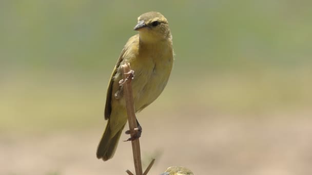 Θηλυκό ταβέτα υφάντρα πουλί σκαρφαλωμένο σε ένα στέλεχος στο λόφο παρατήρησης στο εθνικό πάρκο της αμμπόσελης — Αρχείο Βίντεο