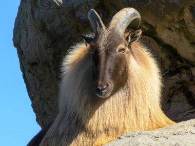 close up of a himalayan tahr resting on a cliff face clipart