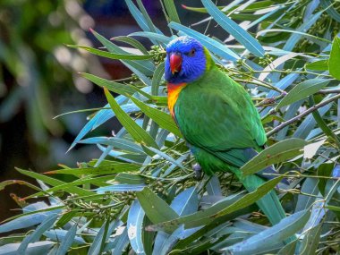 bir okaliptüs dalı üstünde gökkuşağı lori