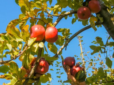 olgun kırmızı elma toplama bir meyve bahçesi işçisi düşük açı çekim