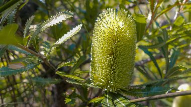close up of a banksia integrifolia flower clipart