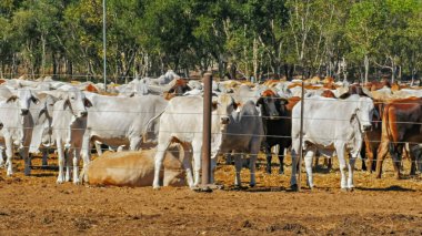 avustralya brahman sığır sürüleri yakın bir sığır bahçesinde düzenlenen