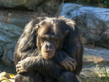 bir şempanze düşünceli bir poz oturur