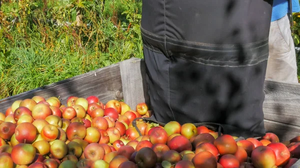 an orchard worker empties a pickers bag of freshly harvested fuji apples