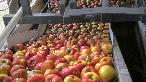 Appels worden gewassen en reizen een transportband in een taseen appel verpakking — Stockfoto