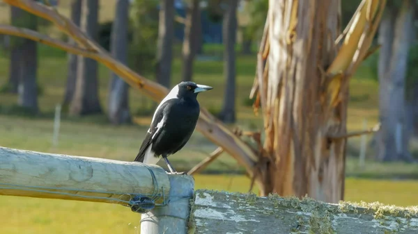 Vanliga svarta och vita australiska Skata sitter på en gammal gård staket — Stockfoto