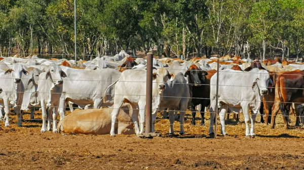 澳大利亚婆罗门肉牛的牛群被关在牛场的特写 — 图库照片