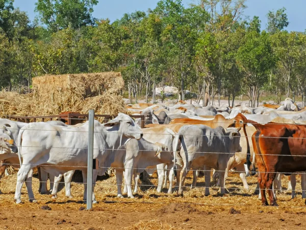 一群澳大利亚婆罗门牛群在出口前被关在牛场 — 图库照片