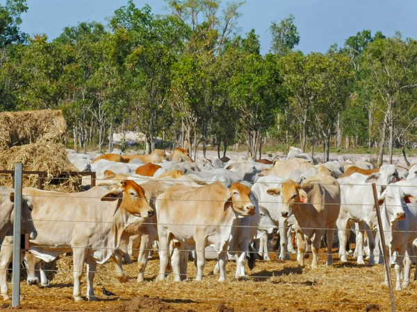 澳大利亚肉牛在达尔文的牛场 — 图库照片