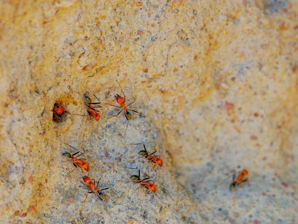 Macrofilmagem de cupins spinifex que entram e saem de um monte de cupins da catedral no território do norte da Austrália — Fotografia de Stock