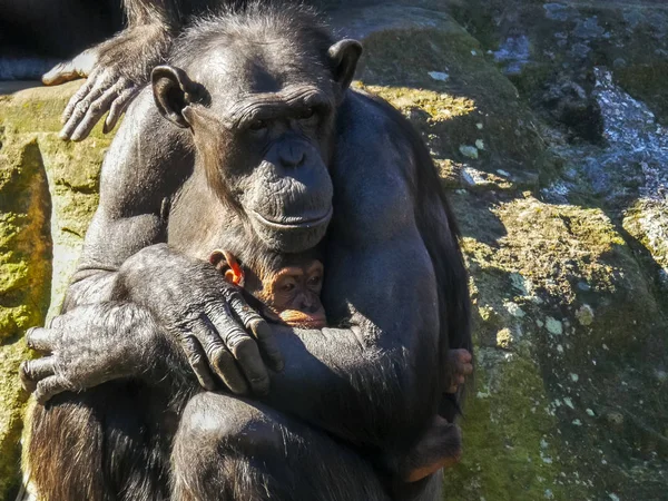 Detailní záběr šimpanzí matka své dítě — Stock fotografie