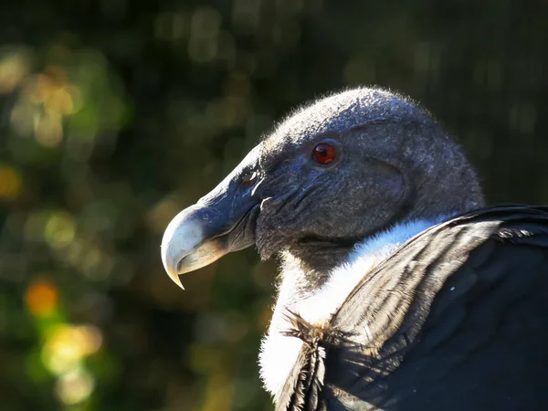 Gros plan de la tête d'un condor andin — Photo