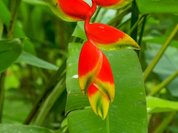 Perto de uma bela flor de heliconia em um jardim — Fotografia de Stock