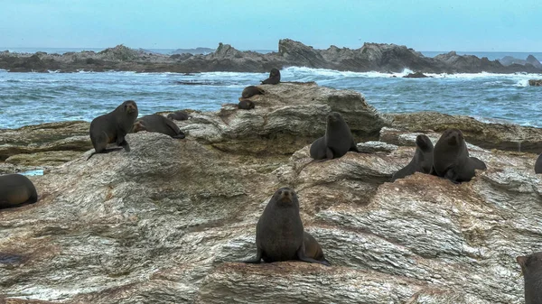 Focas descansan en las rocas en la colonia de focas kaikoura — Foto de Stock