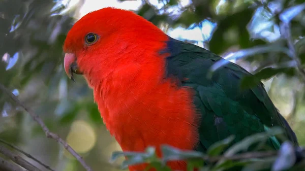 Perto de um belo rei australiano papagaio poleiro — Fotografia de Stock